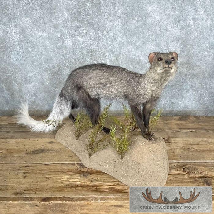 White-tailed Mongoose Taxidermy Mount For Sale - Image 2