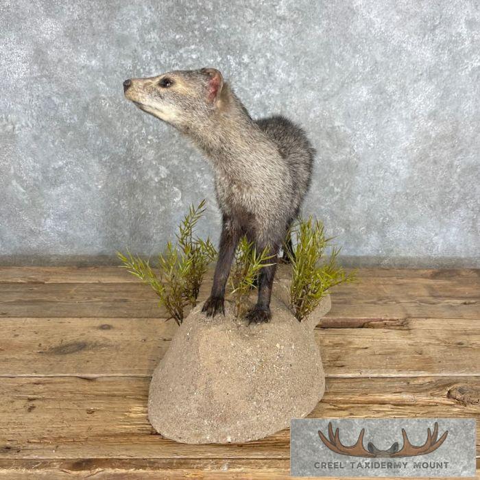 White-tailed Mongoose Taxidermy Mount For Sale - Image 3