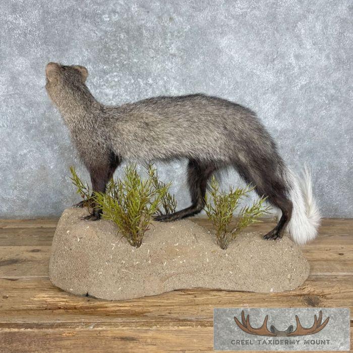 White-tailed Mongoose Taxidermy Mount For Sale - Image 4