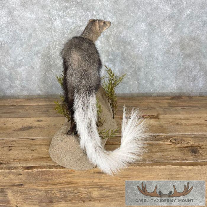 White-tailed Mongoose Taxidermy Mount For Sale - Image 5