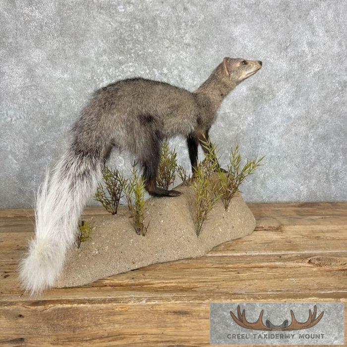 White-tailed Mongoose Taxidermy Mount For Sale - Image 6