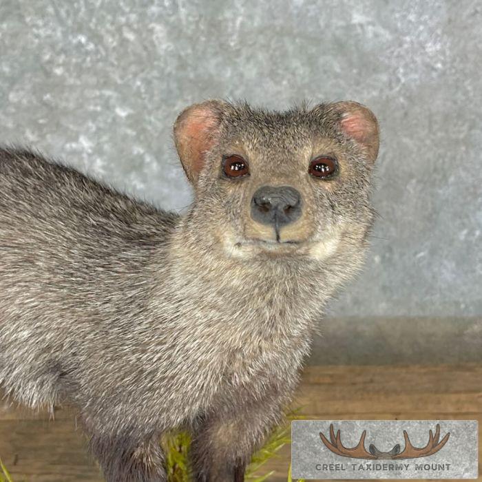 White-tailed Mongoose Taxidermy Mount For Sale - Image 7