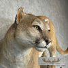 Mountain Lion (Cougar) Taxidermy Mount For Sale - Image 6