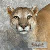 Mountain Lion (Cougar) Taxidermy Mount For Sale - Image 7