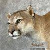 Mountain Lion (Cougar) Taxidermy Mount For Sale - Image 8