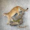 Mountain Lion (Cougar) Taxidermy Mount For Sale - Image 2