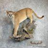 Mountain Lion (Cougar) Taxidermy Mount For Sale - Image 4
