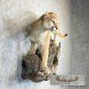 Mountain Lion (Cougar) Taxidermy Mount For Sale - Image 5
