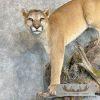 Mountain Lion (Cougar) Taxidermy Mount For Sale - Image 9