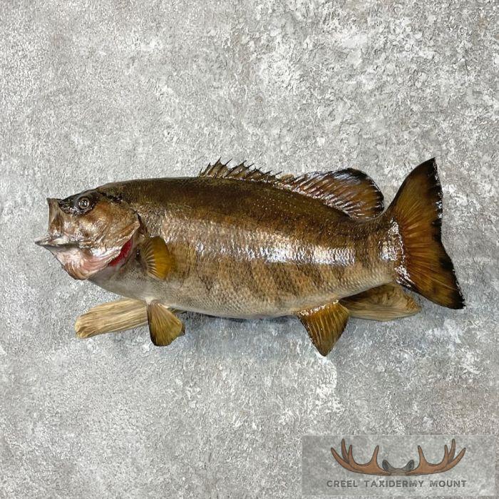 Smallmouth Bass Taxidermy Fish Mount For Sale - Image 2