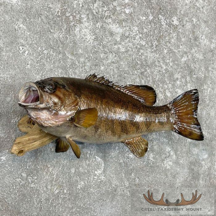 Smallmouth Bass Taxidermy Fish Mount For Sale - Image 3