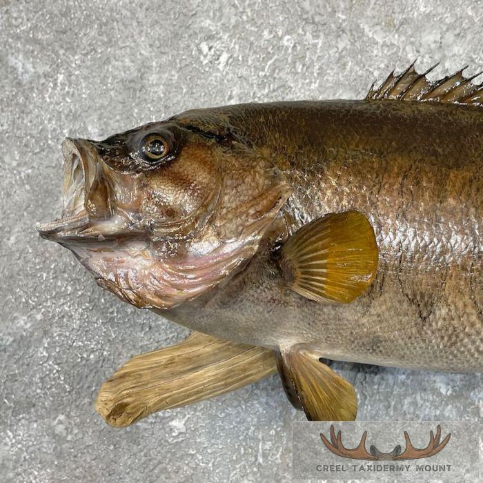 Smallmouth Bass Taxidermy Fish Mount For Sale - Image 4