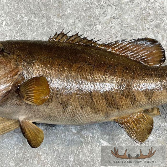 Smallmouth Bass Taxidermy Fish Mount For Sale - Image 5