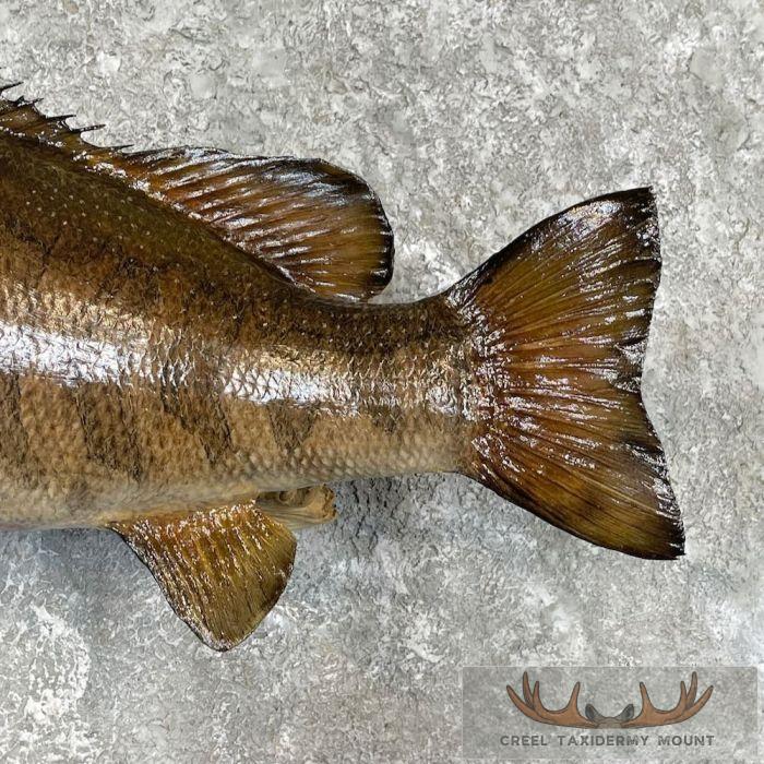 Smallmouth Bass Taxidermy Fish Mount For Sale - Image 6