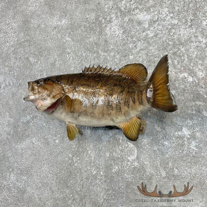 Smallmouth Bass Taxidermy Fish Mount For Sale - Image 2