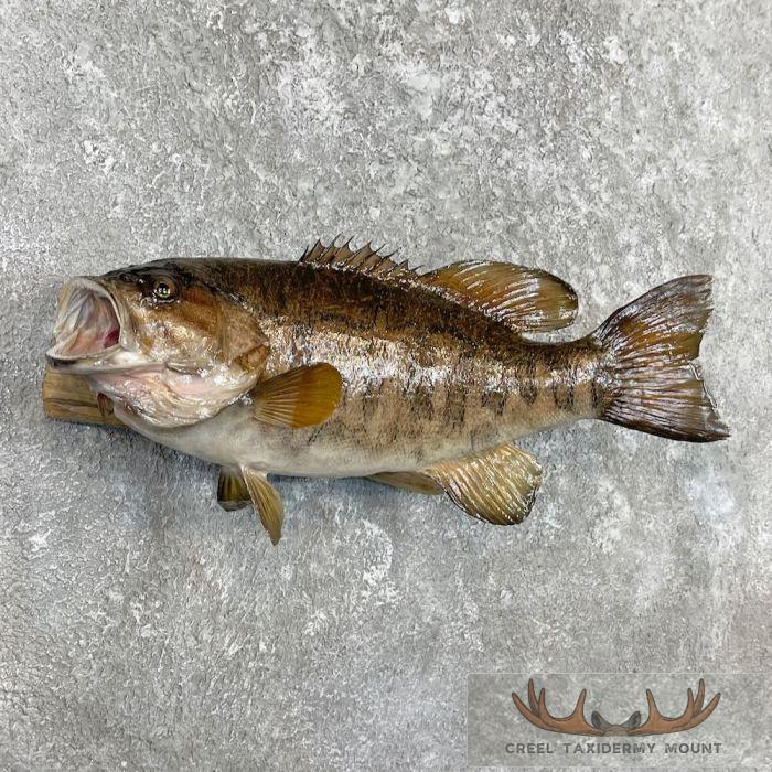 Smallmouth Bass Taxidermy Fish Mount For Sale - Image 3
