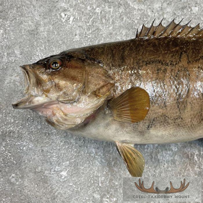 Smallmouth Bass Taxidermy Fish Mount For Sale - Image 4
