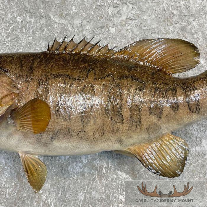 Smallmouth Bass Taxidermy Fish Mount For Sale - Image 5