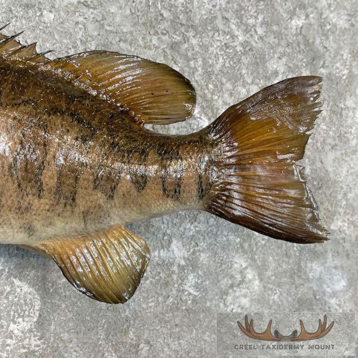 Smallmouth Bass Taxidermy Fish Mount For Sale - Image 6