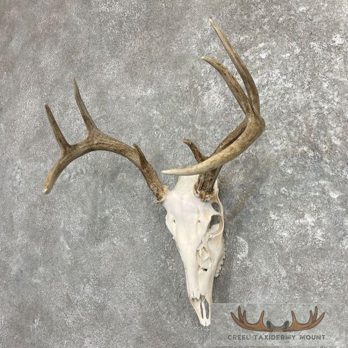 Whitetail Deer Skull European Taxidermy Mount For Sale - Image 2