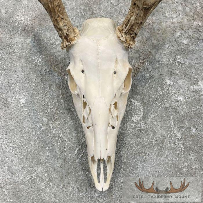Whitetail Deer Skull European Taxidermy Mount For Sale - Image 4