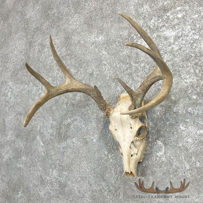 Whitetail Deer Skull European Taxidermy Mount For Sale - Image 2