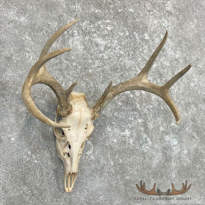 Whitetail Deer Skull European Taxidermy Mount For Sale - Image 3