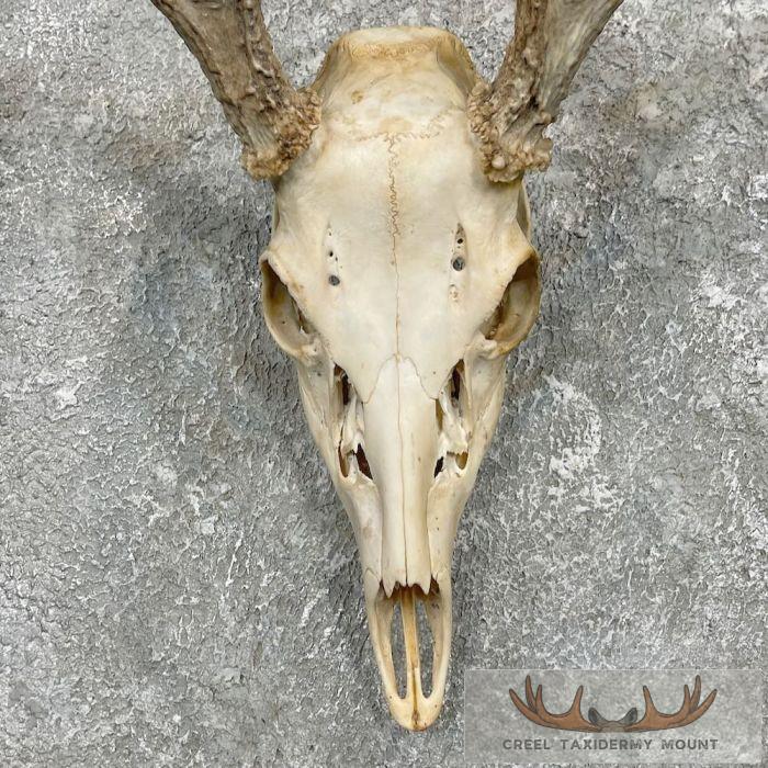 Whitetail Deer Skull European Taxidermy Mount For Sale - Image 4