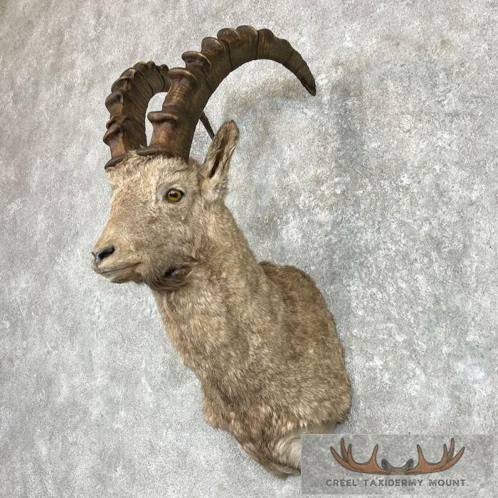 Siberian Ibex Taxidermy Shoulder Mount For Sale - Image 2