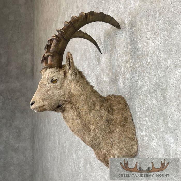 Siberian Ibex Taxidermy Shoulder Mount For Sale - Image 3