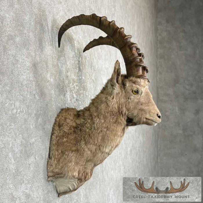 Siberian Ibex Taxidermy Shoulder Mount For Sale - Image 5