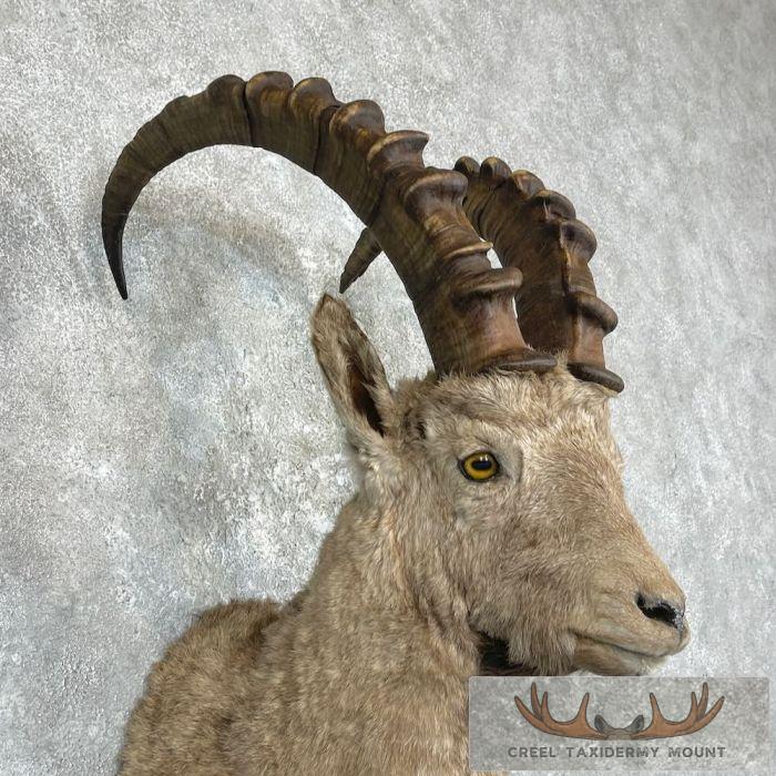 Siberian Ibex Taxidermy Shoulder Mount For Sale - Image 6
