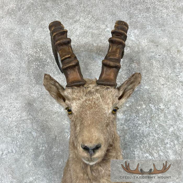 Siberian Ibex Taxidermy Shoulder Mount For Sale - Image 7