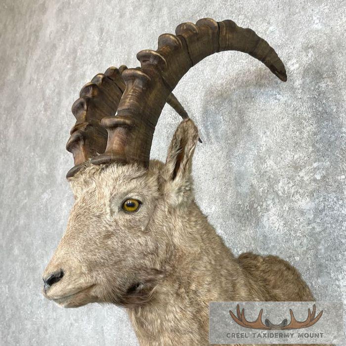 Siberian Ibex Taxidermy Shoulder Mount For Sale - Image 8