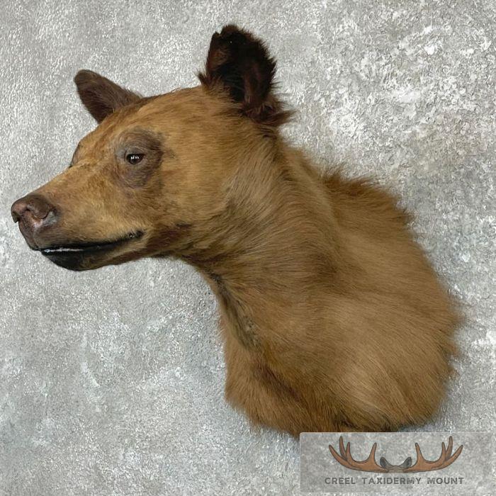 Cinnamon Phase Black Bear Shoulder Mount For Sale - Image 2