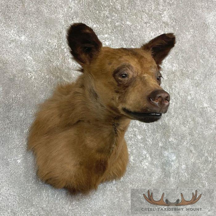 Cinnamon Phase Black Bear Shoulder Mount For Sale - Image 4