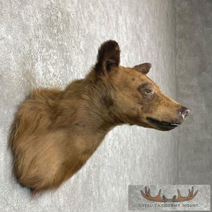Cinnamon Phase Black Bear Shoulder Mount For Sale - Image 5