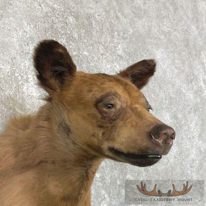 Cinnamon Phase Black Bear Shoulder Mount For Sale - Image 6