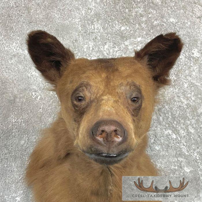 Cinnamon Phase Black Bear Shoulder Mount For Sale - Image 7