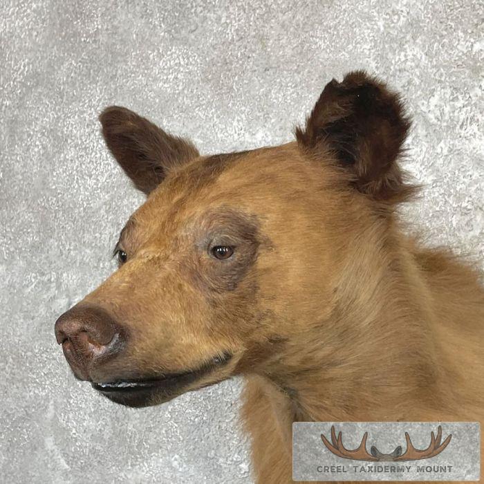 Cinnamon Phase Black Bear Shoulder Mount For Sale - Image 8