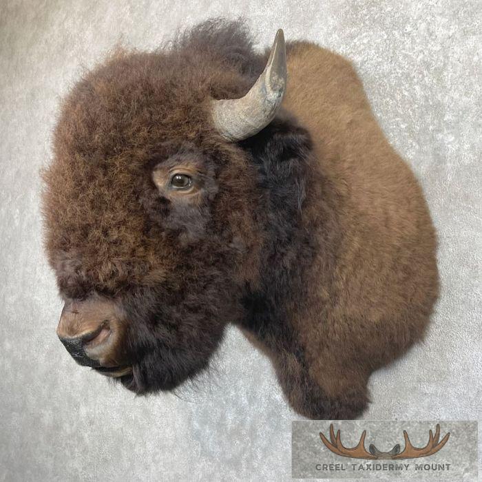 American Buffalo Taxidermy Shoulder Mount For Sale - Image 2