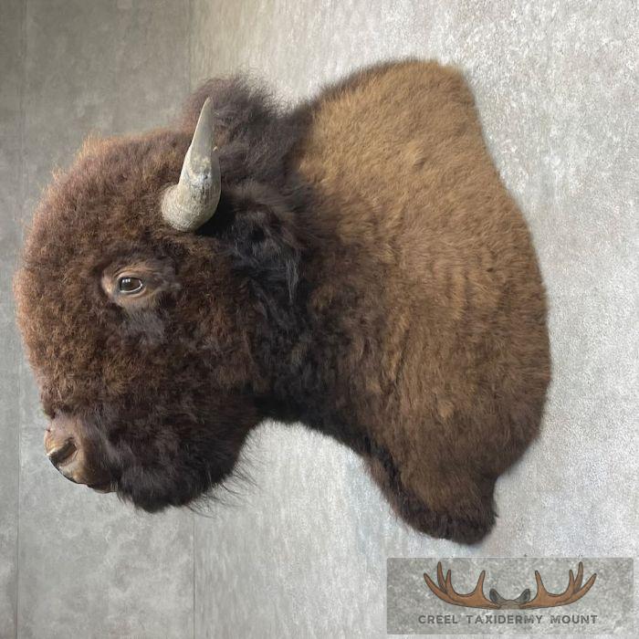 American Buffalo Taxidermy Shoulder Mount For Sale - Image 3