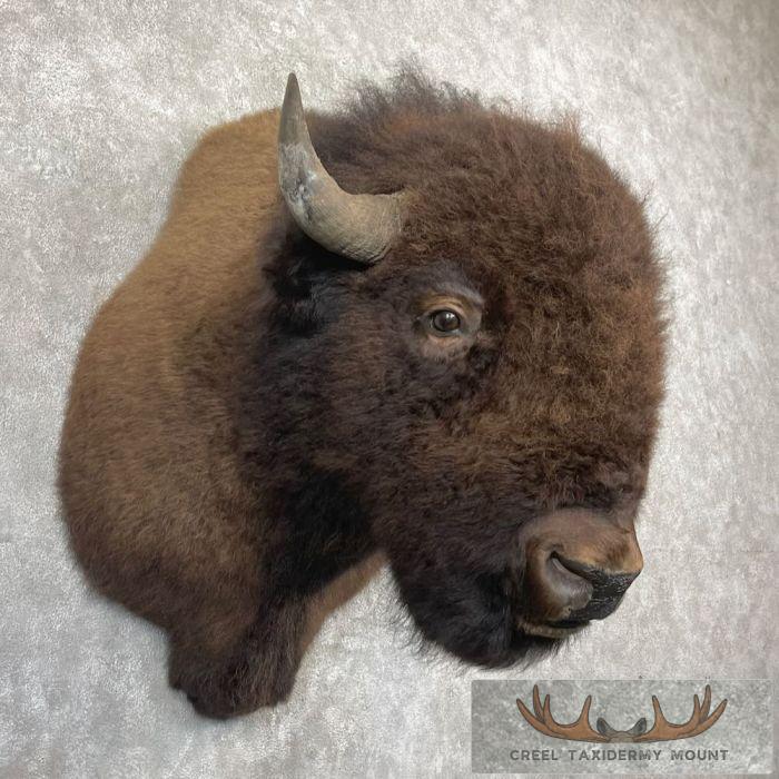American Buffalo Taxidermy Shoulder Mount For Sale - Image 4