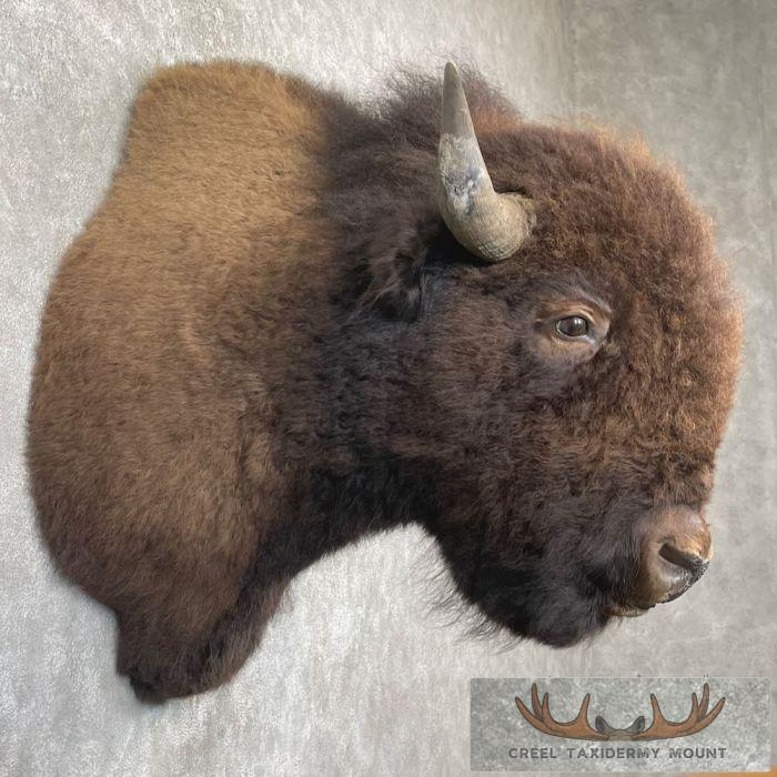 American Buffalo Taxidermy Shoulder Mount For Sale - Image 5