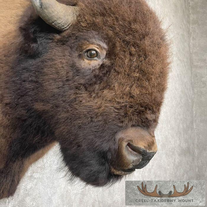 American Buffalo Taxidermy Shoulder Mount For Sale - Image 6