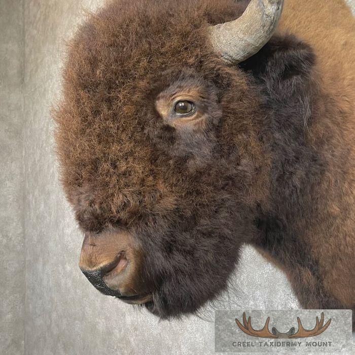 American Buffalo Taxidermy Shoulder Mount For Sale - Image 7