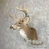 Piebald Whitetail Deer Shoulder Taxidermy Mount For Sale - Image 2