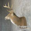 Piebald Whitetail Deer Shoulder Taxidermy Mount For Sale - Image 3
