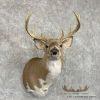 Piebald Whitetail Deer Shoulder Taxidermy Mount For Sale - Image 4