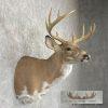 Piebald Whitetail Deer Shoulder Taxidermy Mount For Sale - Image 5